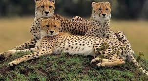 Madhya Pradesh Wildlife Tour Packages | call 9899567825 Avail 50% Off